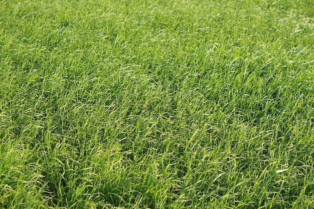 Background of green rice in the field