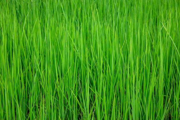 Background of green rice