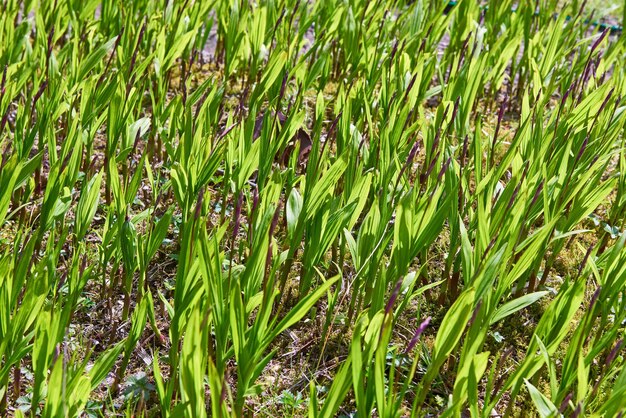 Sfondo di germogli verdi giovani piante