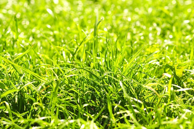 Background green succulent lawn grass in sunbeams.