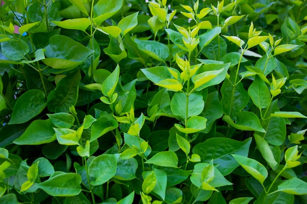 Background of green summer lilac leaves