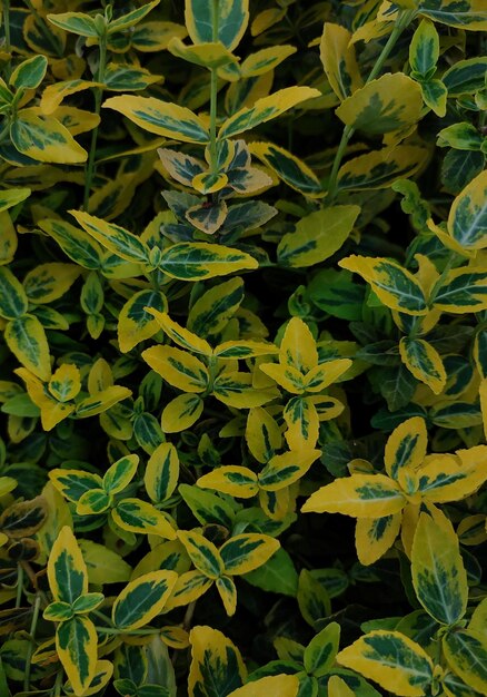 Background of green and yellow leaves in the garden