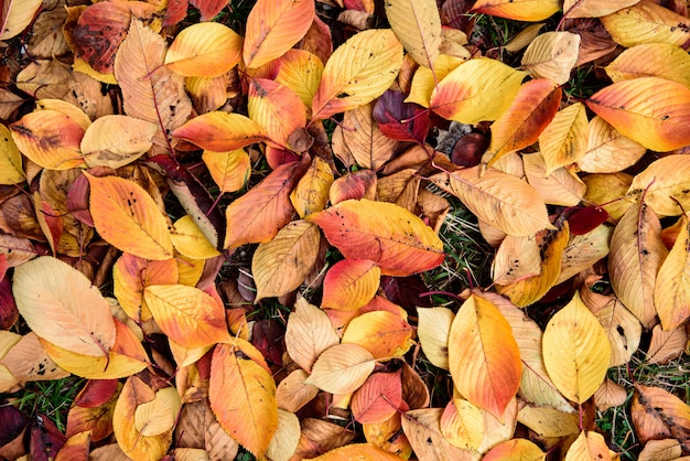 Background group autumn orange leaves. Autumn background orange autumn leaves.