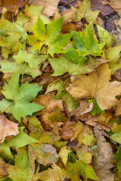 Foto sfondo gruppo autunno foglie d'arancio.