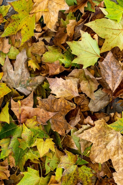 Background group autumn orange leaves.