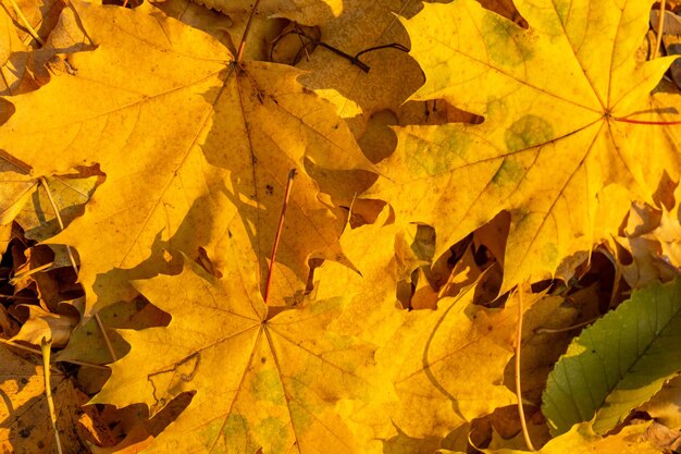 Background group autumn orange leaves.