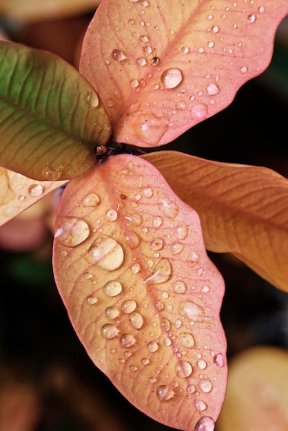 Background group of wet pink leaves with raindrops on a cold winter's day