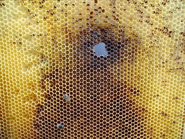 Background hexagon texture wax honeycomb from a bee hive