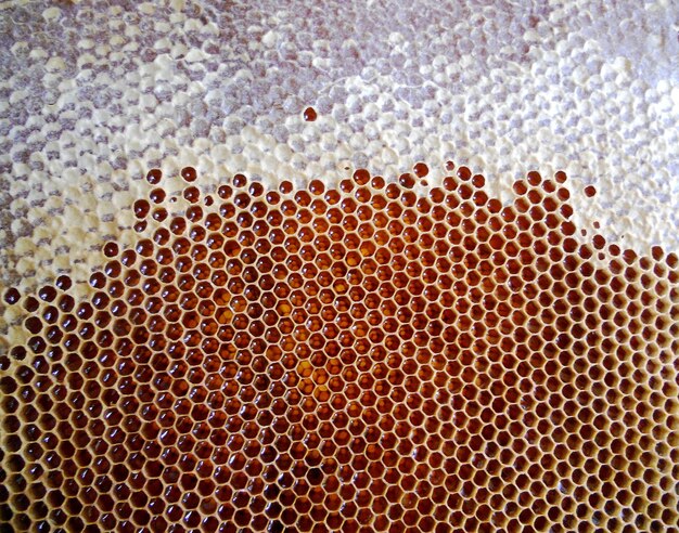 Background hexagon texture wax honeycomb from a bee hive
