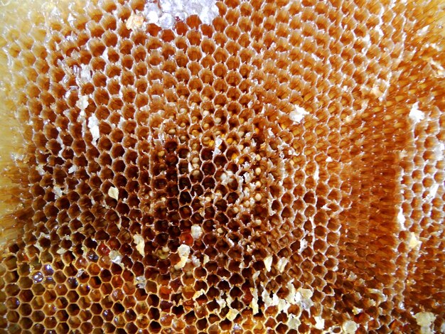 꿀벌 하이브에서 배경 육각 텍스처 왁스 벌집