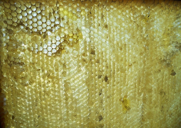 Photo background hexagon texture wax honeycomb from a bee hive