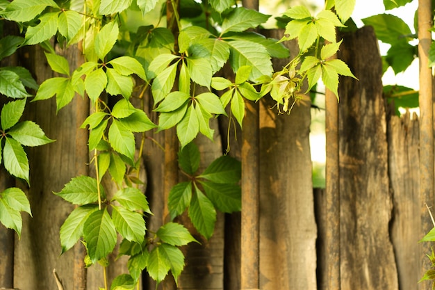 Background horizontal wooden boards fence shield g