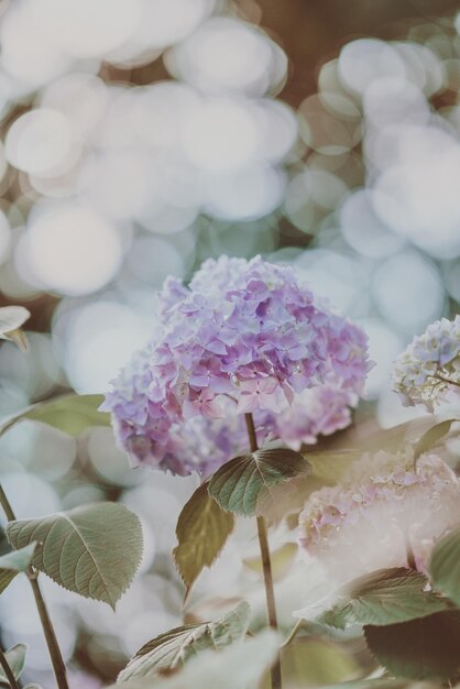 Foto immagine di sfondo di fiori naturali