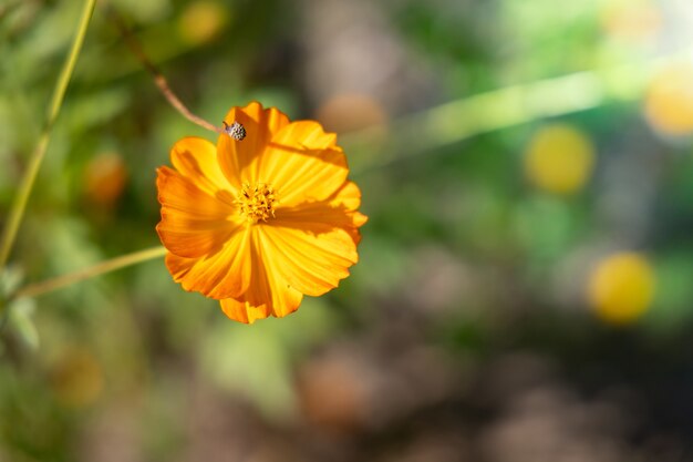 色とりどりの花、背景の自然の背景画像