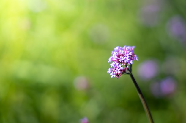 色とりどりの花、背景の自然の背景画像