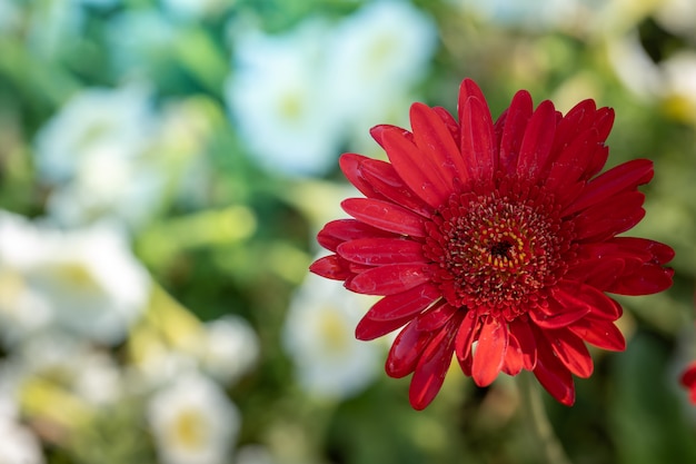 色とりどりの花の背景画像