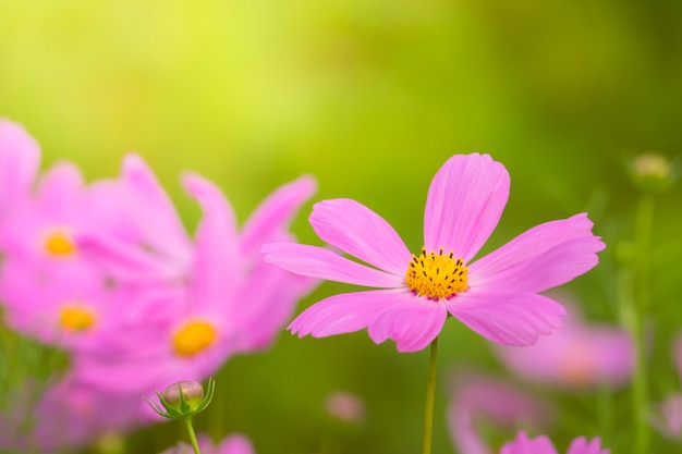 カラフルな花の背景画像