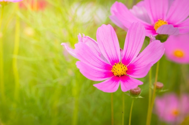 background image of the colorful flowers