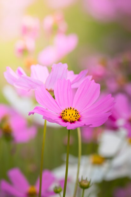 background image of the colorful flowers