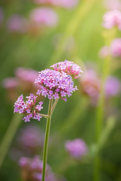 The background image of the colorful flowers