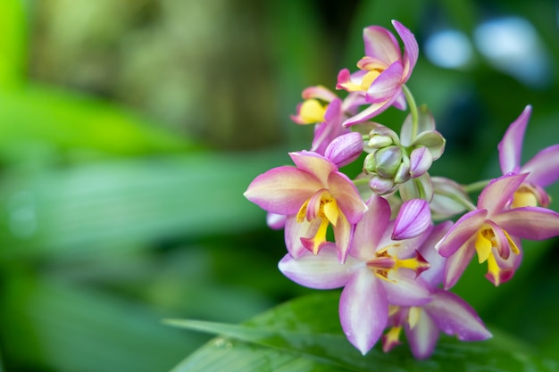 色とりどりの花の背景画像