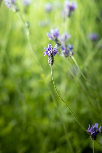 色とりどりの花の背景画像