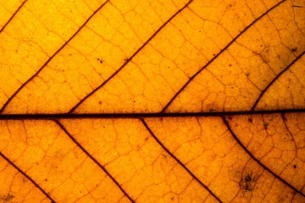 The background image of dried leaves, brown.