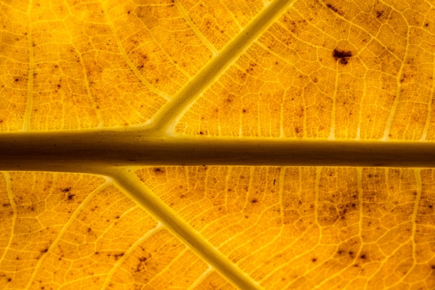 The background image of dried leaves, brown.