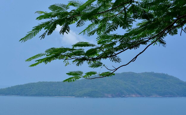 The background image is a leaf on the sea