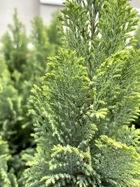 写真 緑の植物の背景画像