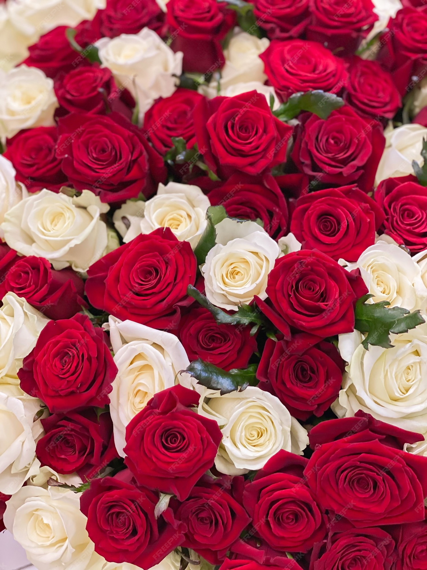 Premium Photo | Background Image Of Red Roses And White Roses. A Large  Bouquet Of Flowers For A Romantic Holiday Gift. 101 Roses