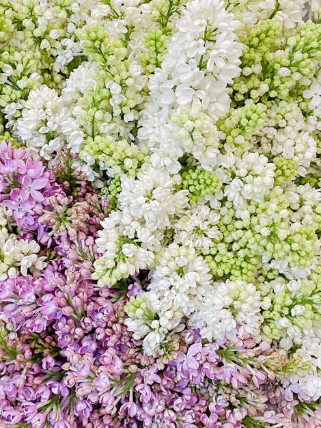 봄 색상의 배경 이미지입니다. 흰색과 보라색 라일락