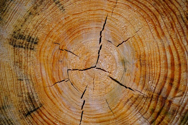 Фон вырезан из дерева с годовыми кольцами