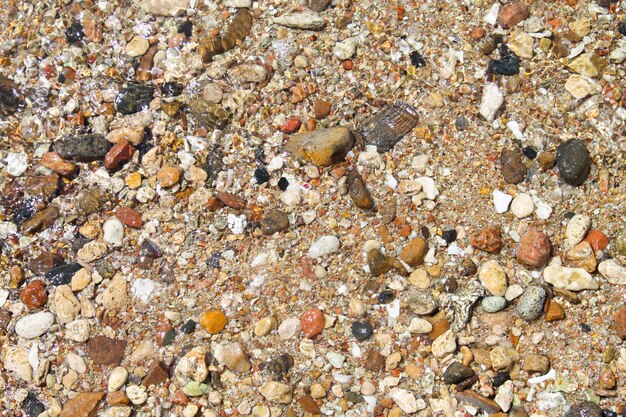 The background is formed by sea shells and pebbles