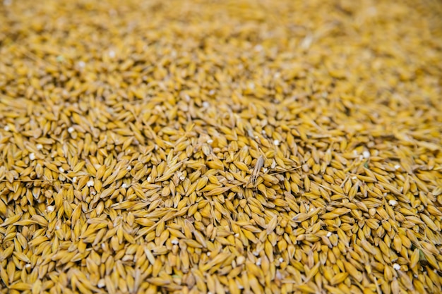 The background is made of golden grain. Ripe yellow barley. Harvesting on the farm. Grain texture.