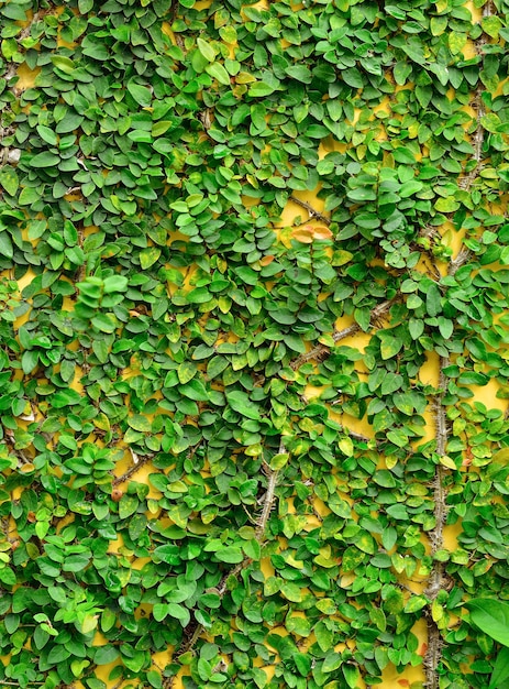 Background of Ivy on the brick wall