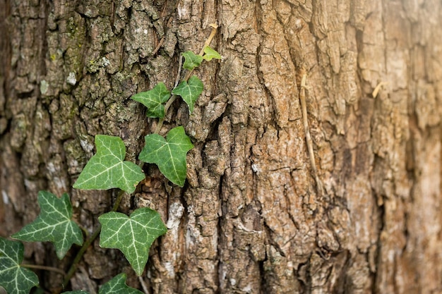 Background of ivy growing on tree with space for text