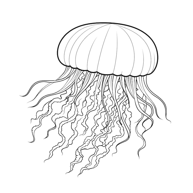 Photo background for jellyfish