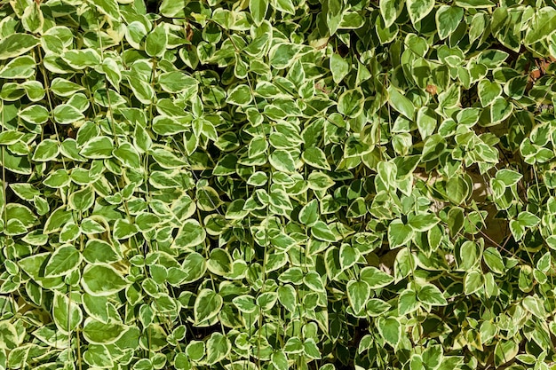 A background of juicy climbing plants with green and whiteedged leaves