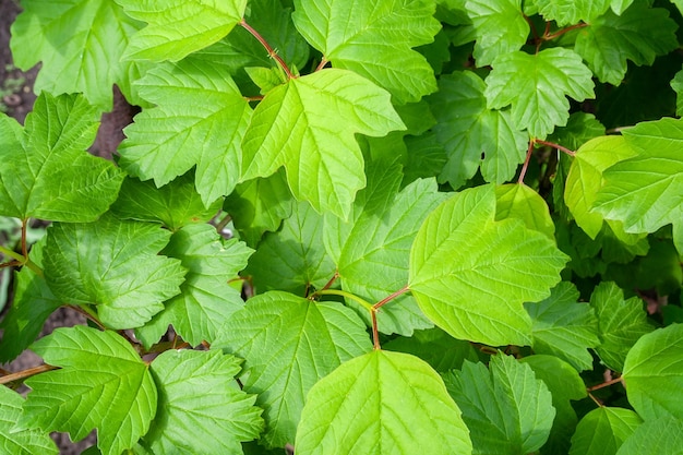 Background of juicy green leaves of viburnum opulus on a sunny day