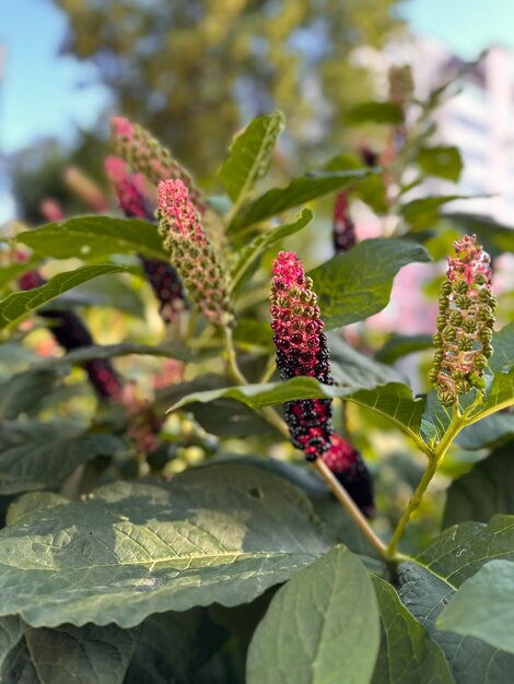 background of lakonosa plant with berries