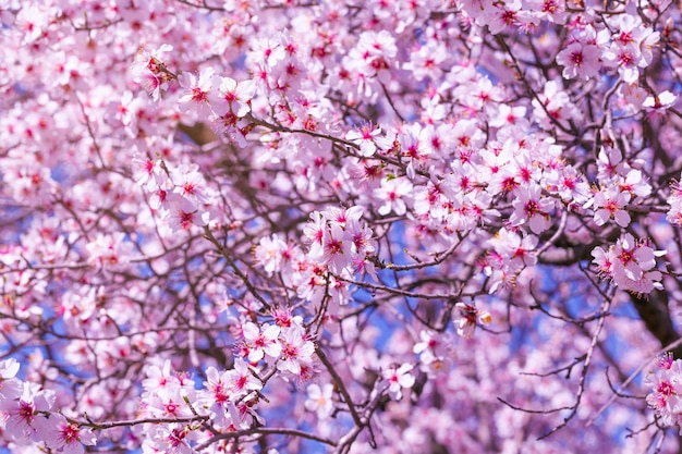 アーモンドの花のある風景の背景