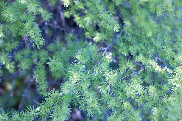 Background of larch branches Soft green Larch foliage in morning sunlight