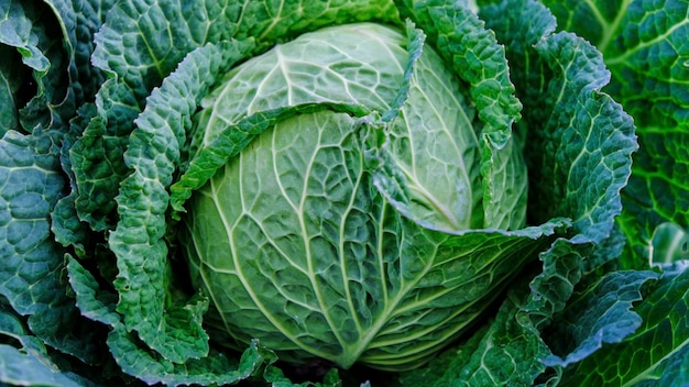 Photo background of large cabbage in the vegetable garden