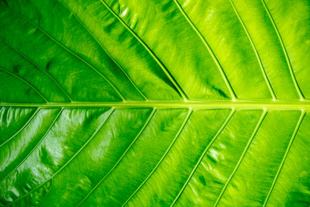 The background of the large leaves, see the details of the beautiful lines show the beauty