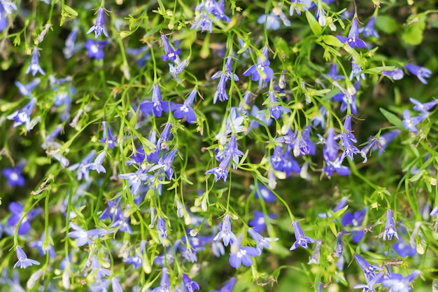 Background of a large number of small blue flowers. Selective focus.