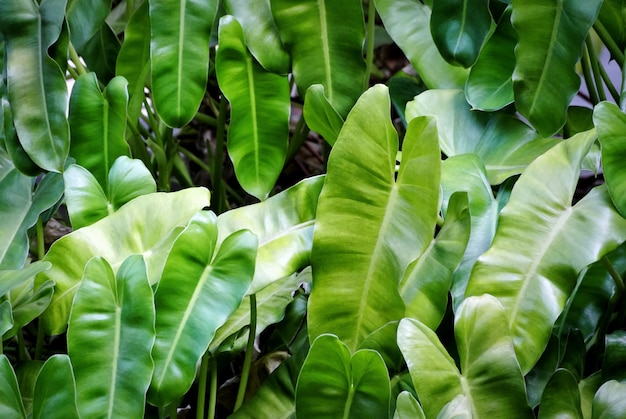 Background of Leaves in the Garden