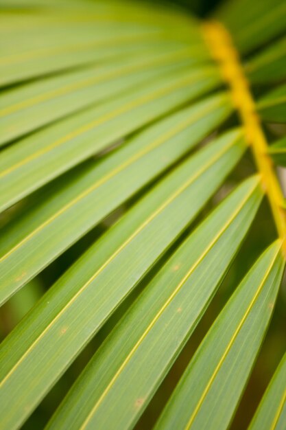 Background of leaves.