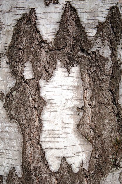 Photo background light birch tree bark close up