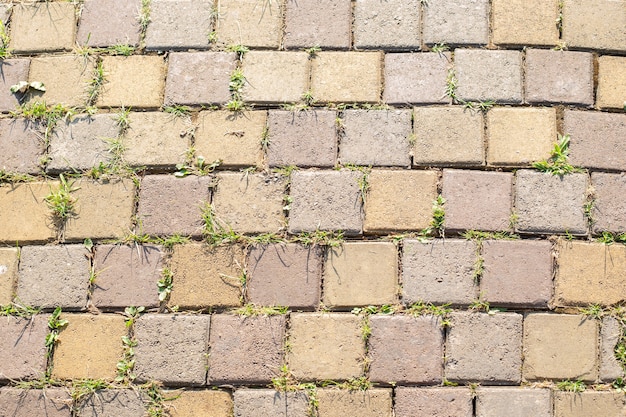 Background of light pavers with sprouted grass, sprouts of life through a stone